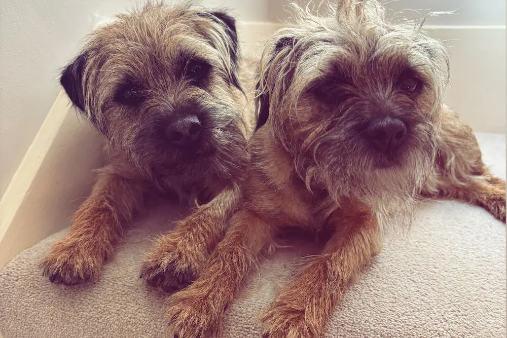 ruby-and-winston Ruby and Winston